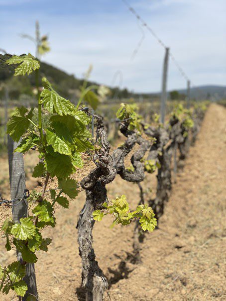 Cépages vignes domaine Vivonne