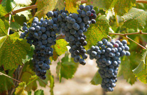 mourvedre